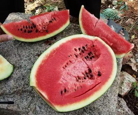 吃瓜大会是什么意思,网络热词背后的文化现象  第3张