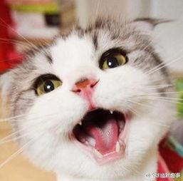 娱乐吃瓜猫张一张,揭秘娱乐圈背后的那些事儿  第2张